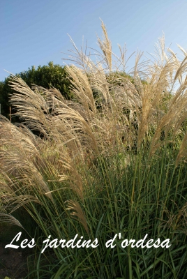 Miscanthus sinensis grosse fontane